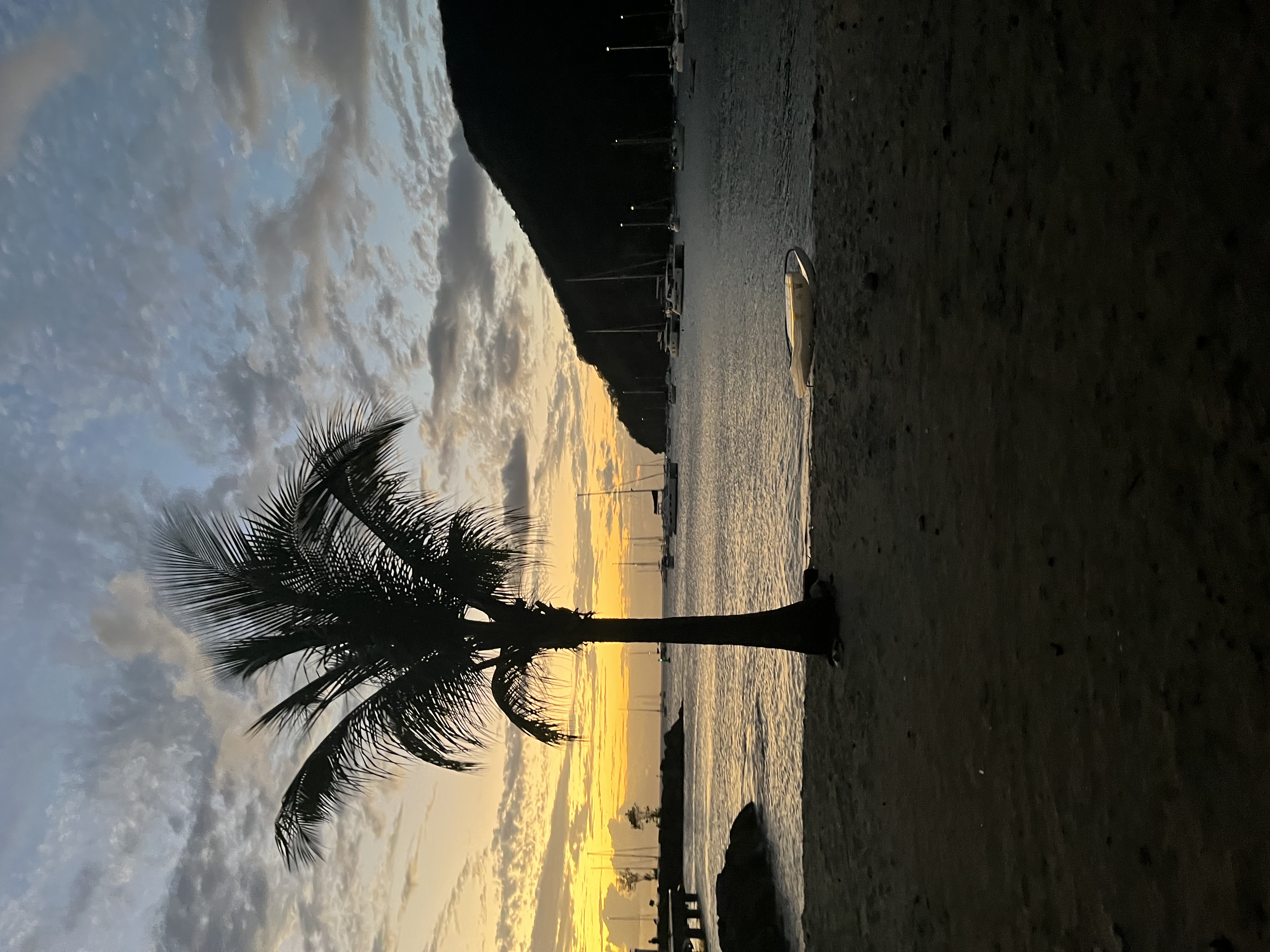 Palm tree silhouette on the beach at sunset